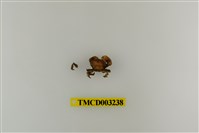 藏品(牧氏毛粒蟹)的圖片